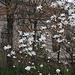Flowering Tree By The Met (0812)