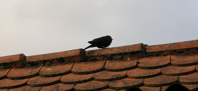 Amsel