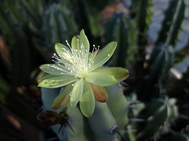 Cactus Flower (4393)