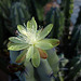 Cactus Flower (4393)