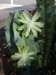 Cactus Flowers (4394)