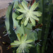 Cactus Flowers (4394)