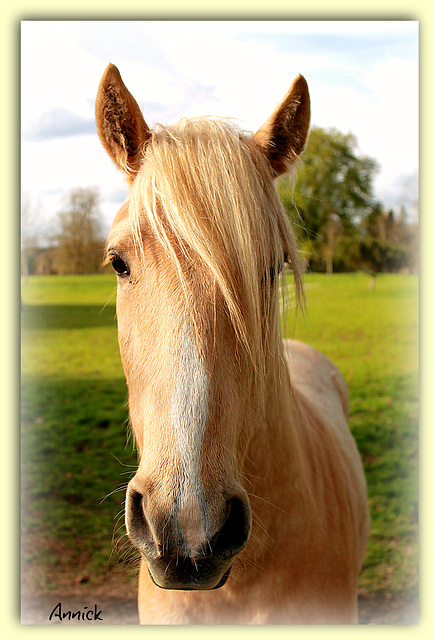 Regard