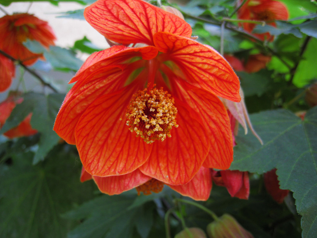 Red Flowered Tree (0969)