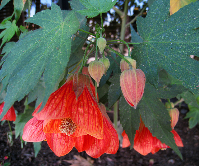 Red Flowered Tree (0971)