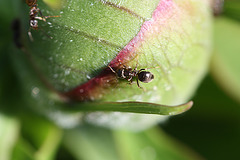sur la pivoine fourmis