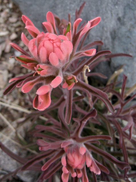 Echo Canyon Flower (1914)