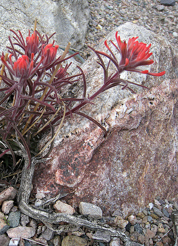 Echo Canyon Flower (1919)