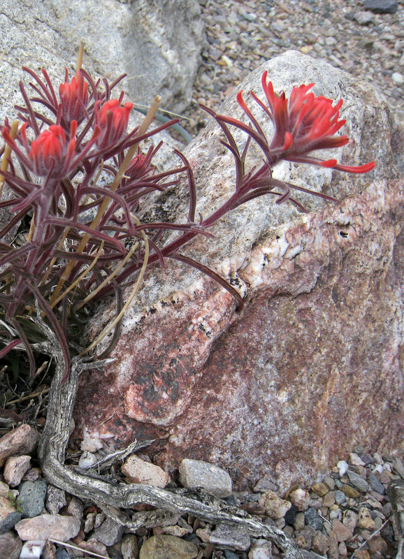 Echo Canyon Flower (1919)