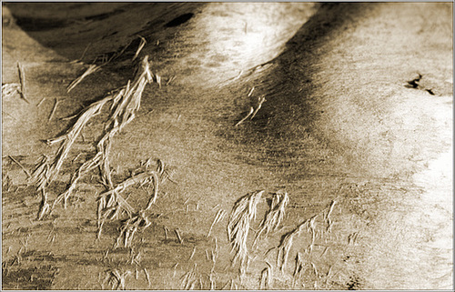 Holzlandschaft (Sepia)