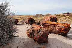 Petrified Forest