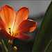 Clivia