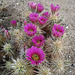 Flowering Hedgehog Cactus (0667)