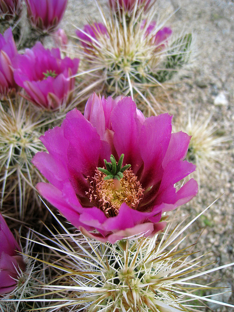 Hedgehog Cactus Flower (0666)