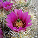 Hedgehog Cactus Flower (0666)
