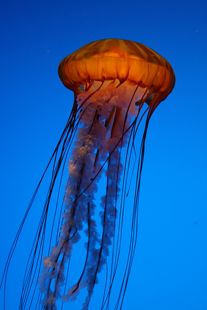 Jellyfish