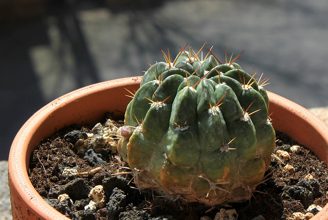 Echinopsis pentandlii