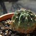 Echinopsis pentandlii