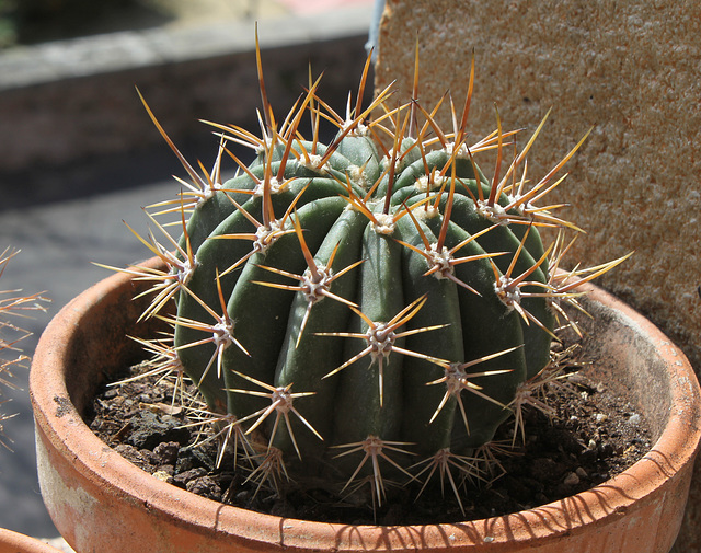 Acanthocalycium (Echinopsis) leucantha