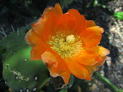 Opuntia Blossom (0542)