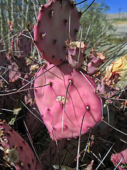 Red Opuntia Cactus (0449)
