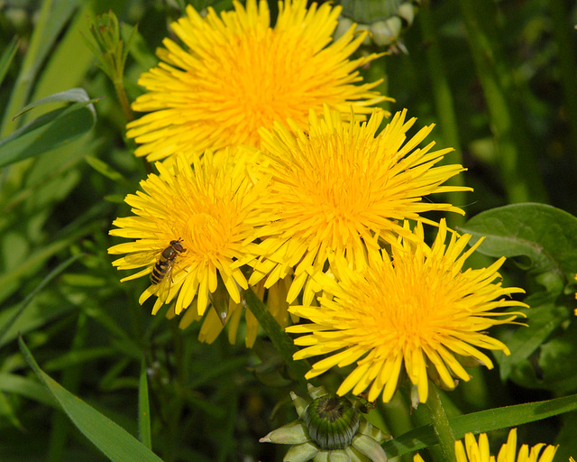 Kuhblume mit Wespe