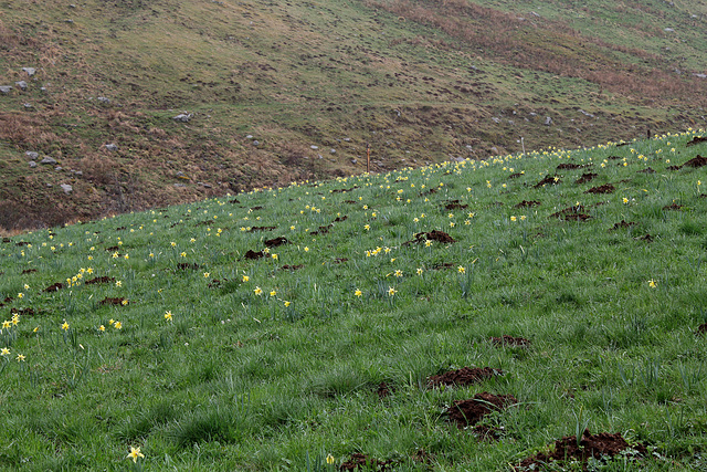 Prairies sous la pluie