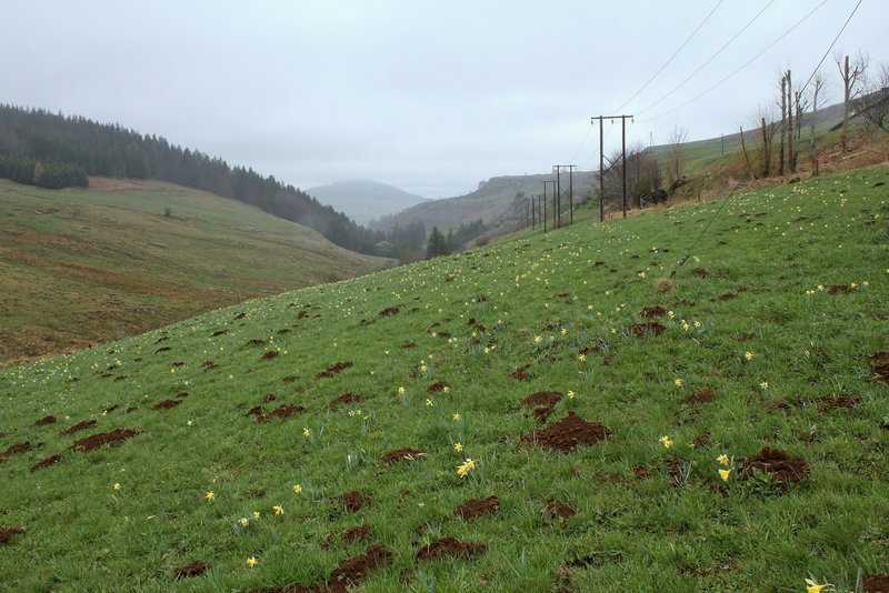 Prairies sous la pluie