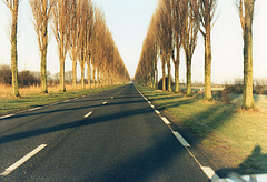 The avenue of trees stretch into the distance