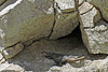 Chuckwalla Lizard (0584)