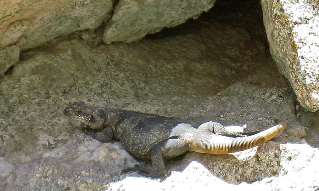 Chuckwalla Lizard (0585)