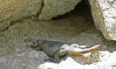 Chuckwalla Lizard (0586)