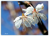 Floraison