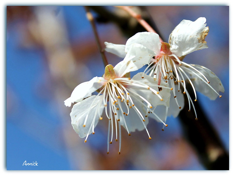 Floraison