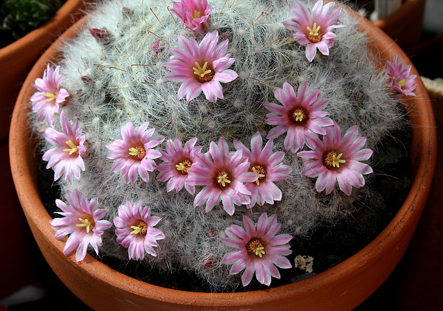 Mammillaria glassii