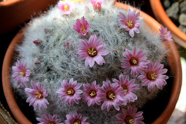 Mammillaria glassii (3)