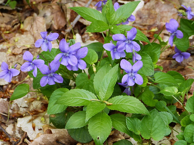 ...les violettes de la Ste Baume ,pour vous souhaiter une agréable semaine...