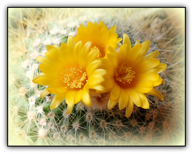 Parodia chrysacanthion