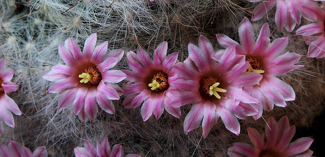 Mammillaria glassii