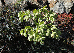 Hellébore fétide- Helleborus foetidus