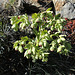 Hellébore fétide- Helleborus foetidus