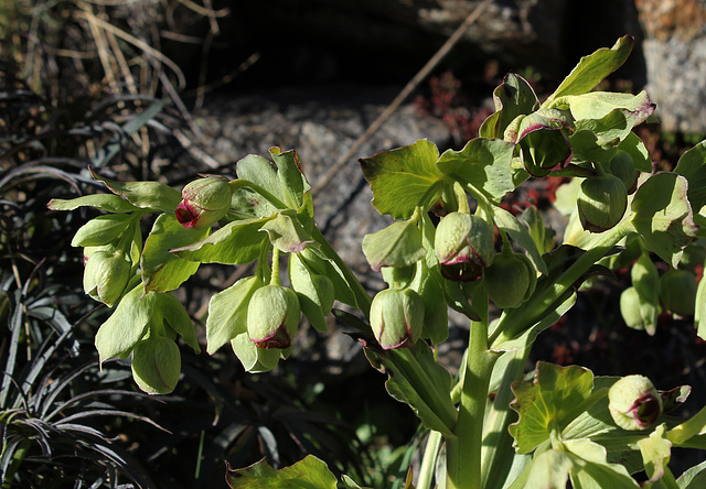 Hellébore fétide- Helleborus foetidus