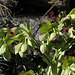 Hellébore fétide- Helleborus foetidus