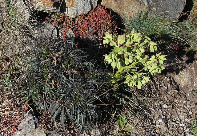 Hellébore fétide- Helleborus foetidus