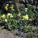 Coin de bulbeuses - Narcisses en fleurs