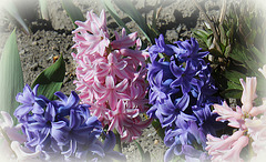 Jacinthes , en bleuiet rose