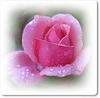 pink rose (pip)