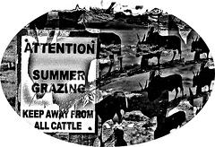 Summer grazing