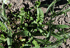 Capselle  Bourse-à-pasteur; Capsella bursa-pastoris