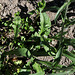 Capselle  Bourse-à-pasteur; Capsella bursa-pastoris